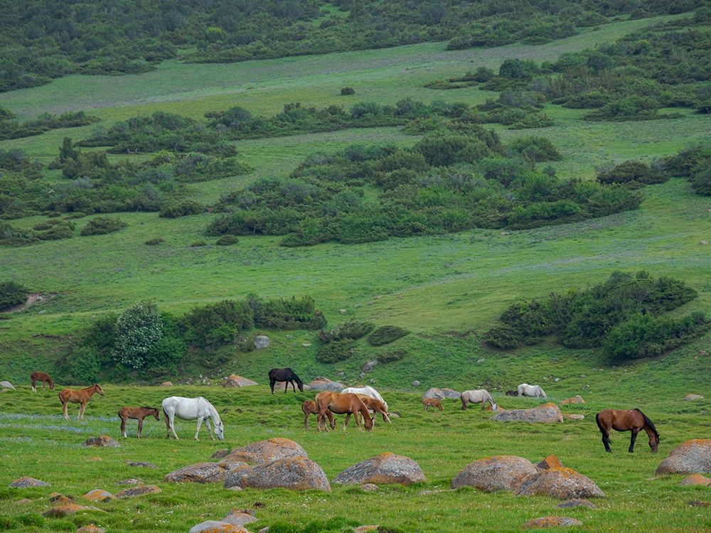 Horses on their summer pasture National Park Besch Tasch in the Talas Alatoo mountain range art print by Martin Zwick for $57.95 CAD
